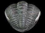 Wide Enrolled Pedinopariops Trilobite #66337-3